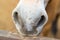 White nose, nostrils of a brown horse. Close-up