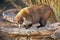 White-nosed Coati