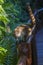 White-nosed Coati