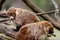 White-nosed Coati - Coatimundi - Nasua narica