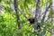 White-nosed Coati Coatimundi in Wild, Corcovado National Park, Costa Rica