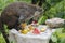 White-nosed coati eating food in jungle