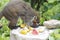 White-nosed coati eating food in jungle