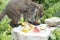 White-nosed coati eating food in jungle
