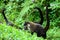 White Nosed Coati Group