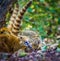 White-nosed Coati Nasua narica or Coatimundi walking