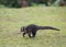 White-nosed coati Nasua narica, Costa Rica