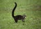 White-nosed coati Nasua narica, Costa Rica