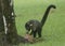 White-nosed coati Nasua narica, Costa Rica