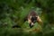 White-nosed Coati, Nasua narica, green grass habitat National Park Manuel Antonio, Costa Rica. Animal in the forest. Mammal in the