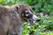 White-nosed coati with open mouth and naked fangs