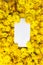 White notebook for notes on the background of heads of yellow chrysanthemum flowers. Yellow floral autumn background