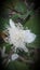 White nutmeg  Flower india gujrat.