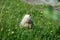 white nutria looking camera in the grass