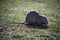 white nutria standing in the grass in border water