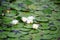 White Nymphaea alba