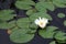 White nymphaea flowers