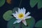 White nymphea water lily flower