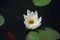 White nymphea water lily pond flower fading