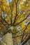 White Oak Branches and Leaves,Autumn, Sunlit