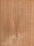 White oak, Brown color wood wall material burr surface texture background Pattern Abstract wooden, top view scene