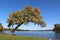 A White Oak Tree Leans out over the Water