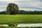 White Oak Tree stands alone in a grassy field