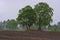 White Oak trees next to a plowed field