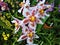 White Odontoglossum blossom pink middle yellow heart