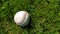 White old baseball ball on fresh green grass with copy space closeup. American sports baseball game