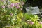 White old bench and pink Alcea rosea flowers