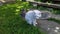 White old cat with kittens walks on the street near the house. Cat family on the grass