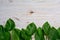 White old wooden background with beautiful fresh hosta leaves. Vintage mockup. Top view. Flat lay.