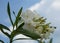 White Oleander Blooming and Blue Sky