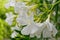 A white oleander bunch close up on the garden, soft and airy background