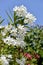 White oleander flowers