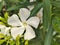 White Oleander flowers nature background