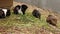 White and one brown domestic guinea pig or cavy looking for the best grass for their stomach. Cavia porcellus lunch time. Eternal