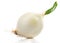 White onion