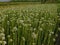 White onion flower field in the nature