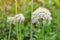 White onion flowers. Blooming onion allium plant