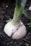 White onion on the garden bed