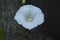 White open flower loach. A beautiful garden weed.