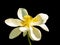 White open lotus flower with yellow pestle