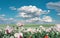 White opium poppy flowers, agriculture field under blue sky with cumulus clouds