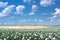 White opium poppy flowers on the field under blue sky with clouds