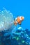 White and orange anemone, clownfish, coral reef