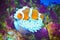 White and orange anemone, clownfish, coral reef