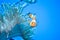 White and orange anemone, clownfish, coral reef