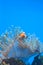 White and orange anemone, clownfish, coral reef